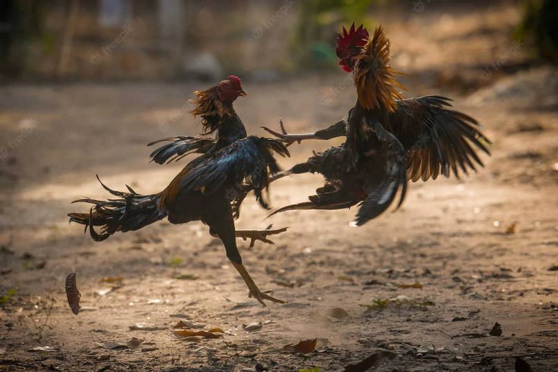 Trước khi bắt đầu vào trận đấu đá gà trực tiếp Campuchia, những chú gà sẽ được kiểm tra cân nặng