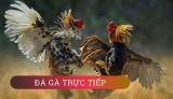 Live đá gà trực tiếp hôm nay cùng OXBet88 online.