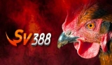 Sv388 đá gà trực tiếp – Sân cược gà chuyên nghiệp bậc nhất